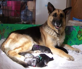 Glinda & Rafe 2015 pups 1 day old